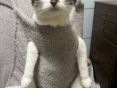 -车接车送·寄养洗护·德文猫舍(大宁店)
