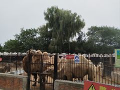-保定市动物园