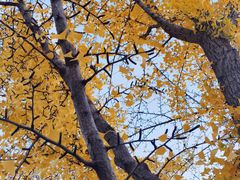 -三里屯东五街银杏大道