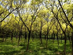 -大兴滨河森林公园