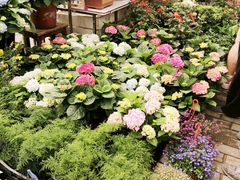 -本溪路花鸟市场(江浦路1709弄小区店)