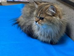 -爱派特动物医院·全科诊疗中心