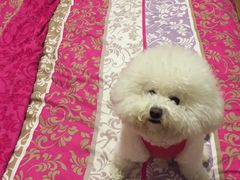 -瑞派福兴宠物医院犬猫全科·骨科·中西医结合(河东店)