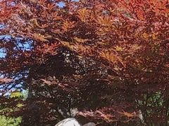 -石家庄市植物园