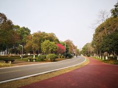 -洋湖国家湿地公园