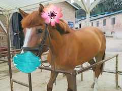 -月河湾马术俱乐部(朝阳店)