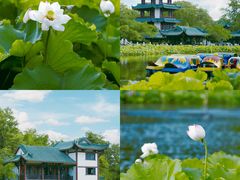 -桂湖森林公园
