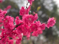 -陕西省西安植物园
