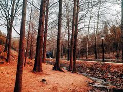 -白水寺森林公园
