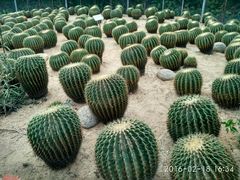 -广东茂名森林公园