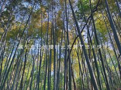 -上海佘山国家森林公园天马山园