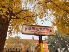 -三里屯东五街银杏大道