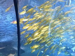 -太平洋海底世界