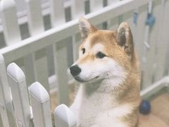 -CHEZ JASMINE 茉莉的氧气厨房