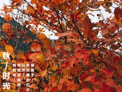 -北京鹫峰国家森林公园