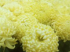 -祥源·阜阳生态乐园