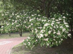 -黑龙江省森林植物园