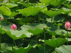 -莲花池公园