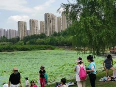 -丁香湖公园