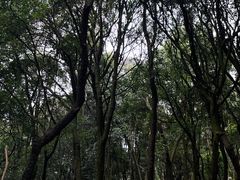 -广州市石门国家森林公园