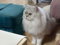 -中农大我爱我爱24h动物医院·中医针灸·猫专科·骨科医疗中心(双井店)