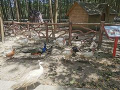 -昆山城市生态森林公园