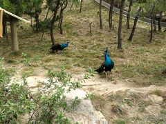 -西霞口神雕山野生动物世界