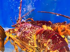 -好彩海鲜火锅饭店(银河百老汇店)