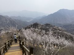 -大岭沟猕猴桃谷风景区