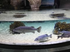 -凯莉-塔尔敦海洋生物水族馆
