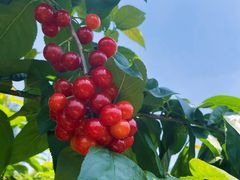 -樱桃山旅游景区