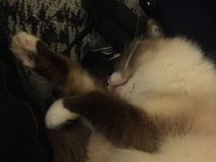 -猫色咖啡·猫咖
