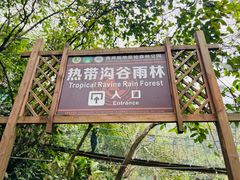 -西双版纳原始森林公园