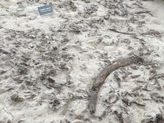 -金沙遗址博物馆