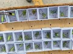 -中环花鸟鱼虫市场