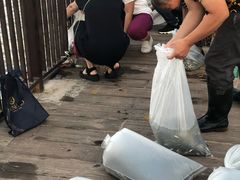 -無鱼鳞比