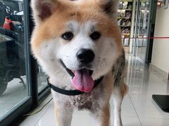 -艾贝尔宠物医院 ·内科全科(梁溪路店)