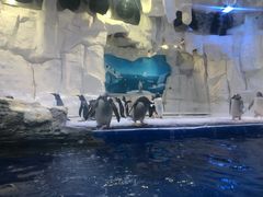 -华夏文旅海洋公园