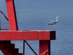 -澳门环岛游湾仔码头