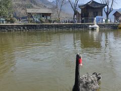 -后柳水乡