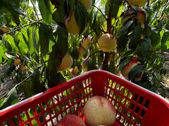 -北纬44度·金珠花海休闲农业旅游景区