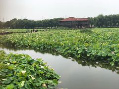 -荷塘月色湿地公园·向阳花洲