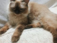 -藏猫猫咖啡主题馆(中央大道店)