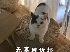 -松果猫咖(桐乡吾悦金街店)
