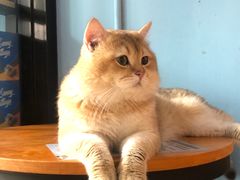 -猫咪咖啡·猫咖(万达广场店)
