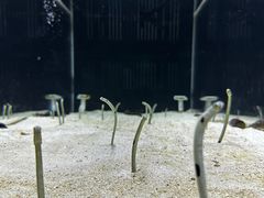 -大阪海游馆