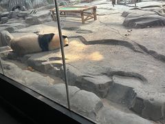 -武汉动物园