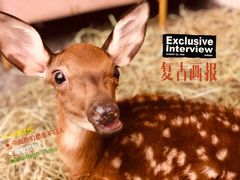 -浣熊柯尔鸭土拨鼠·电玩咖