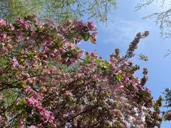 -长白岛森林公园