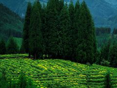 -瓦屋山景区